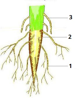 Види коренів цифри9.jpg