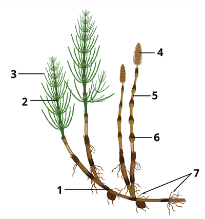 хвощ пагони цифри13.png