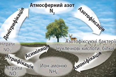 Цикл Нітрогену.jpg