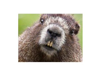 Леонид Корчинский