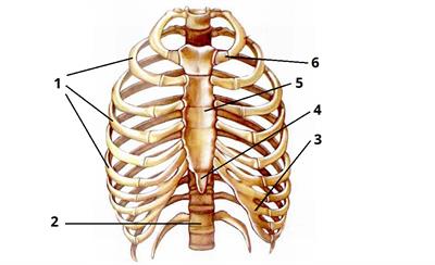 грудна клітка цифри1.jpg
