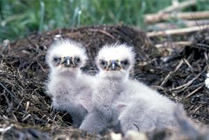 eaglet pix.jpg