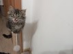 Яна Кармелюк