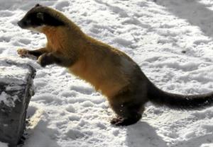 хижі куницеві4.jpg