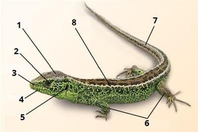 зовнішня будова цифри3.jpg