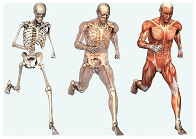 опорно рухова1.png