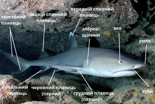 акула підписи.jpg