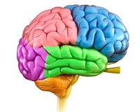 мозок будова канва платне.jpg