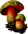 fungi-2029630_1280.png