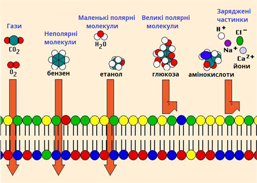 проникливість мембран.png