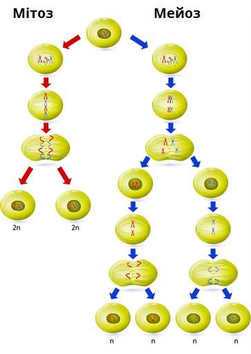 мітоз_мейоз.png