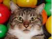 Yarik Cat