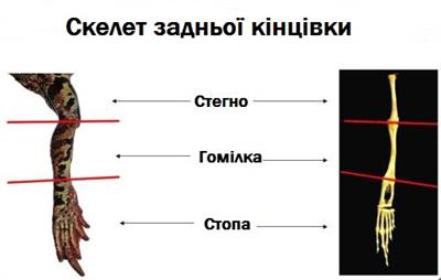 Скелет задньої кінцівки.jpg