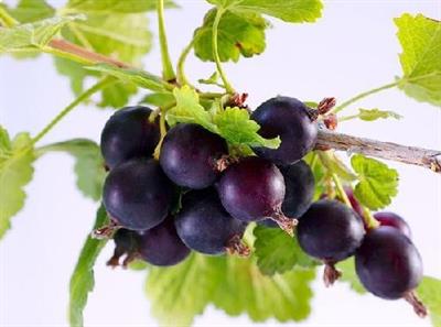 гібрид смородини.jpg