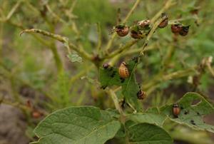 колорадський жук1.jpg