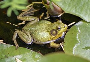 жаба20.jpg