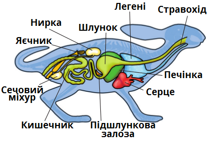 внутрішня будова.png
