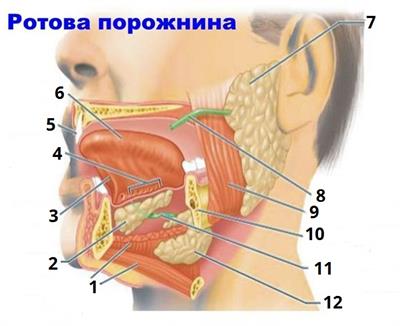 будова ротової порожнини цифри3.jpg