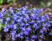 лобелія садова.jpg