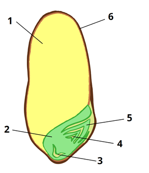 пшениця цифри8.png