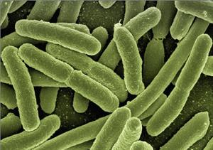 Бактерія1-кишкова паличка.jpg