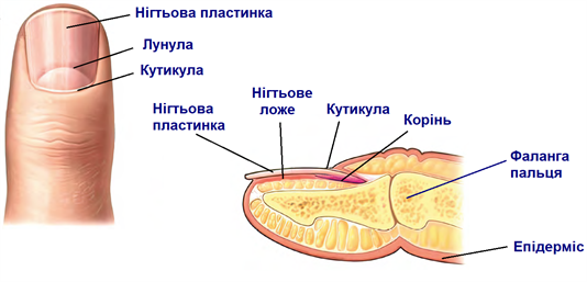 Нігтьова пластина.png