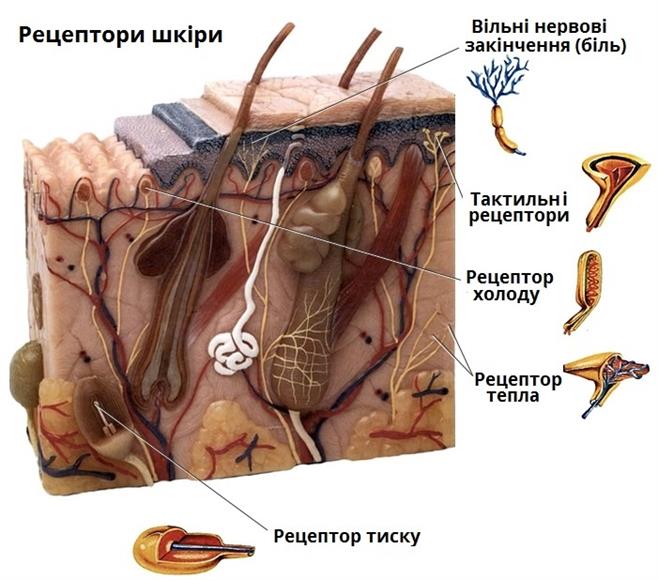 рецептори шкіри.jpg