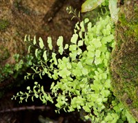 Adiantum_capillus-veneris.jpg