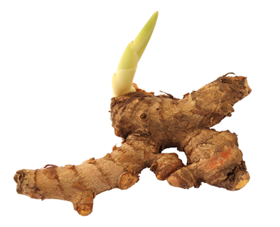 розмноження кореневищем.png