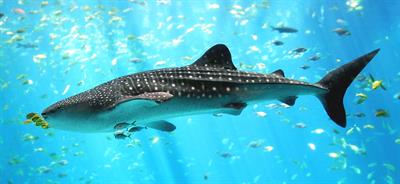 1200px-Whale_shark_Georgia_aquarium.jpg