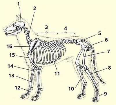 скелет цифри1.jpg