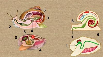 Травна система молюсків цифри.jpg