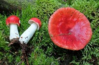 сироїжка блювотка з сайту влісі.jpg