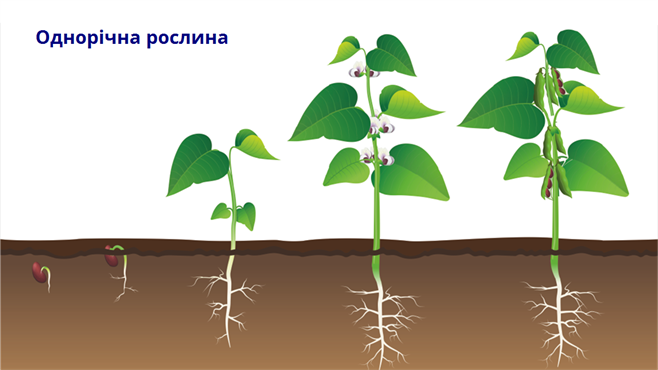 однорічна.png