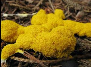 слизовик 7 фуліго жовтий.jpg