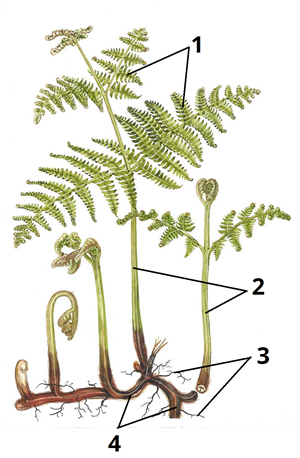 папороть будова цифри1.png