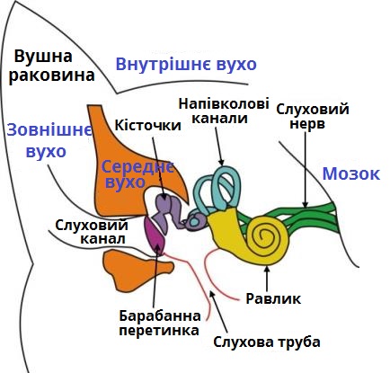 слуховий апарат.jpg