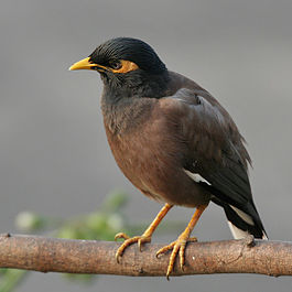 Common_Myna_(Acridotheres_tristis)_on_Kapok_(Ceiba_pentandra)_in_Kolkata_W_IMG_4297.jpg