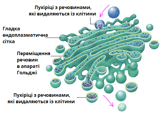 апарат Гольджі.png