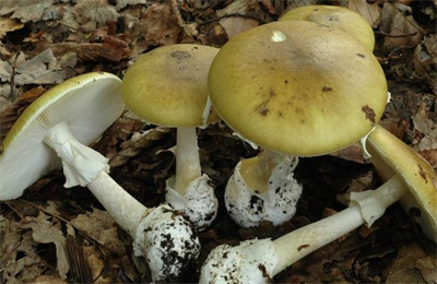 бліда поганка3.png