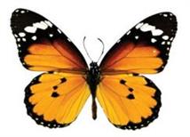 додаткова -47.JPG