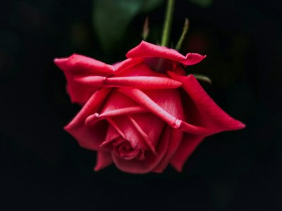 Тетяна Богданівна Коваль