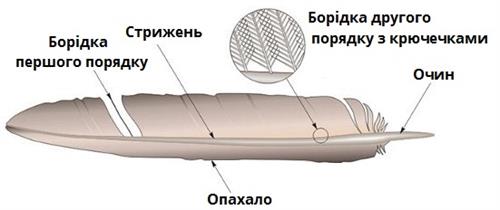 будова піря.jpg