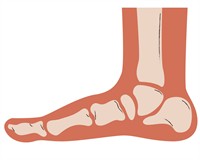 кістки та шкіра стопи.jpg