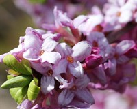 вовчі ягоди2.jpg