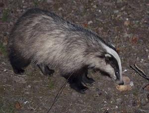 хижі куницеві9.jpg