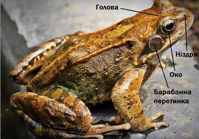 органи чуттів підписи.jpg