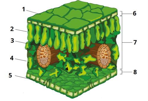Клітина будова листка цифри2.png