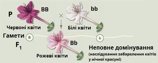 неповне_домінування.jpg