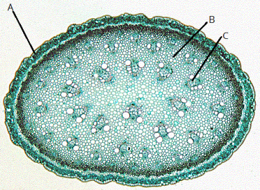 monocot_stem6.png